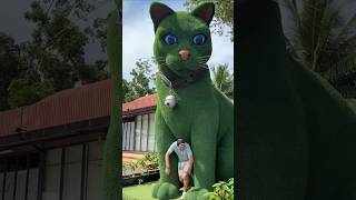 This cat is really alive!#funny #cats #c2.8kBefore / NOW I heard crying cat #cra#shorts #7231#😲😯😱🐈