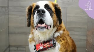 One St. Bernards Heroism Saves The Lives Of Both Humans And Dogs