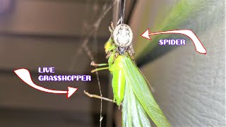 Beautiful Tiny Spider Kills & Eats A Huge Live Grasshopper - Macro Close Up | Watch Till The End