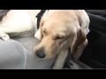 Raising a puppy to become an assistance dog Raising a puppy to become an assistance dog
