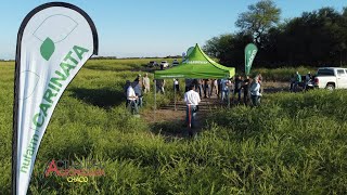 Jornada a Campo - Cultivo de Carinata - Coronel Du Graty - Chaco