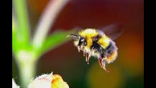 flight of the bumblebee - robeats