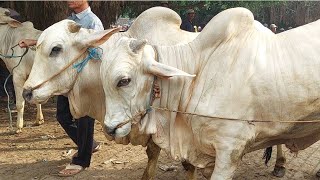 SAPI PO 2 EKOR MINTA 38 JUTA‼️PO JANTAN JUMBO SIAPAN QURBAN | Pasar Sapi Tuban