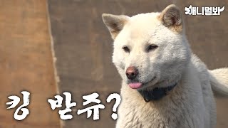 [선공개] 쿠쿠루삥뽕 개 킹 받쥬?ㅣ[Sneak Peak] Are ya annoyed? by SBS TV동물농장x애니멀봐 24,574 views 5 days ago 6 minutes, 1 second