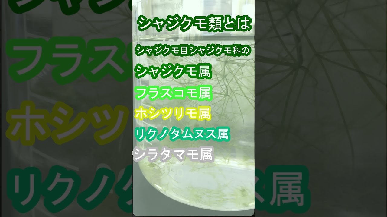 シャジクモ類shorts Youtube シャジクモ類shorts Youtube