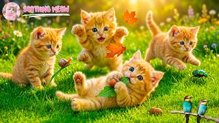 Cute Kittens 4K – Soft Piano Music for a Calm Mind & Gentle Sleep screenshot 2
