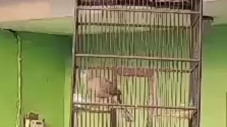 Suara burung derkuku gacor besar kuk satu baik dipelihara dirumah