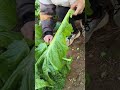 迅速将根茎与叶子分开#老师  #满足#youtube