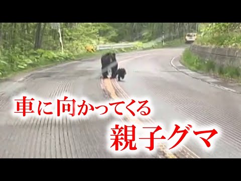 車に向かって突進するクマ  親子グマか…後退する車を威嚇するように追って来る２頭を撮影　北海道新冠町