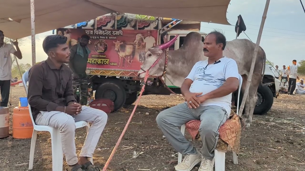 🚩शंकरपट महाकाल बैलाची मुलाखत 🚩 जंगी शंकरपट 🚩