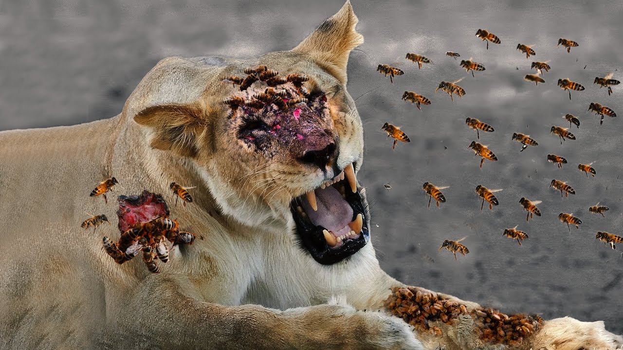 Tragic End Of Daring Lion - Bee Attacks