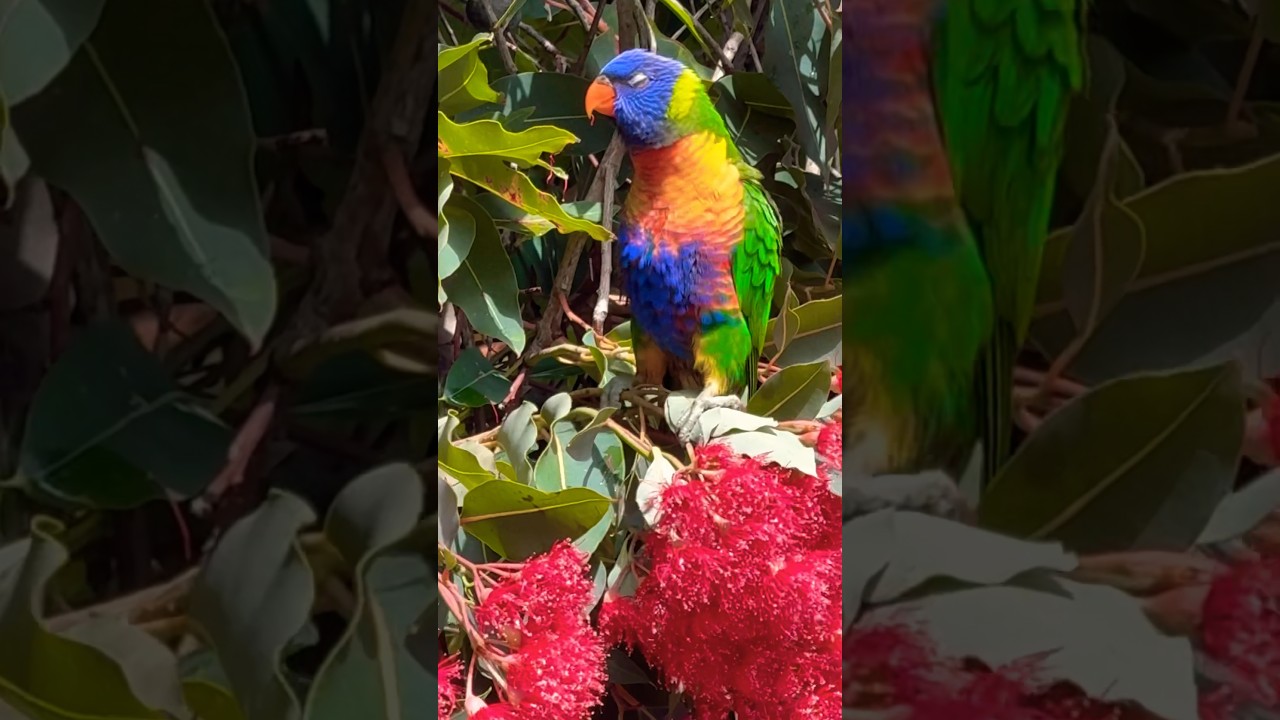 RAINBOW LORIKEET SOUNDS | Stunning birds of the world