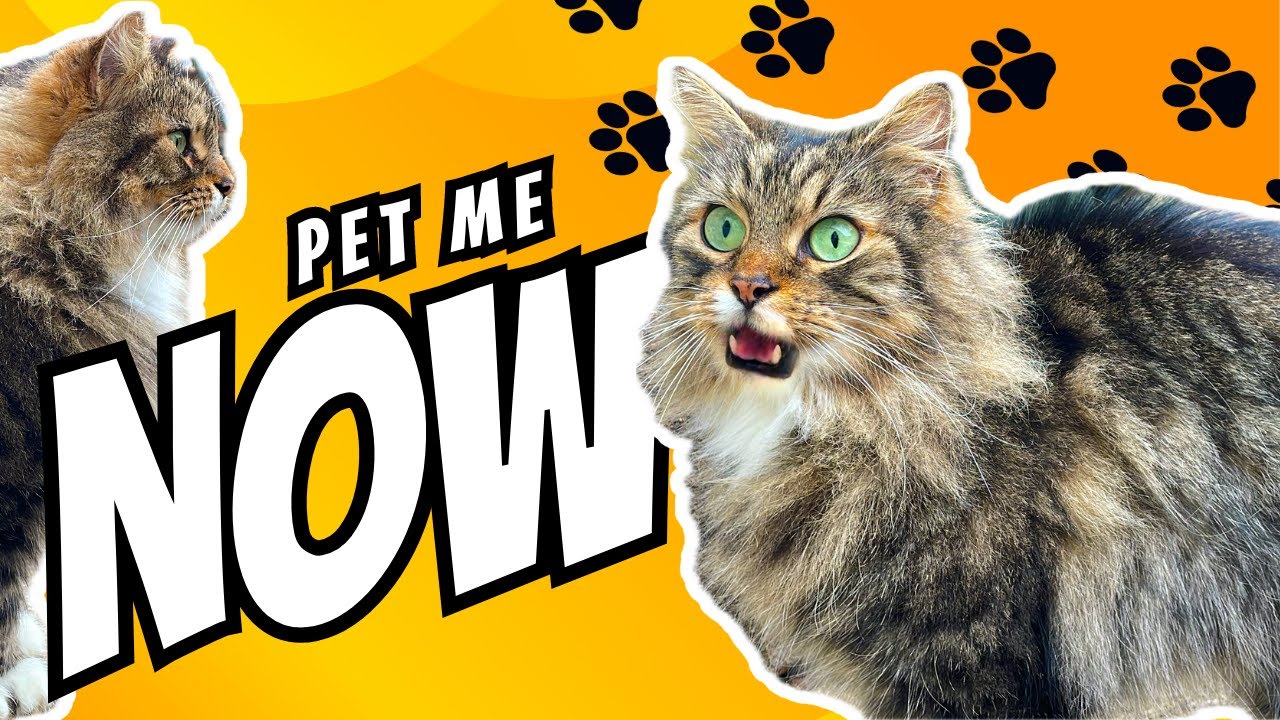 chatty-cat-won-t-stop-meowing-youtube