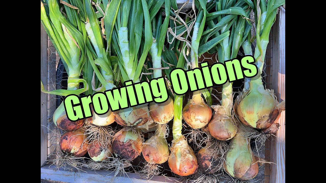 Growing Onions YouTube