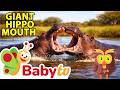 The Strongest Hippo Wins Animal Facts Riddles BabyTV 