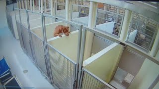 Security footage shows brown pitbull scaling kennel wall to be with her friend