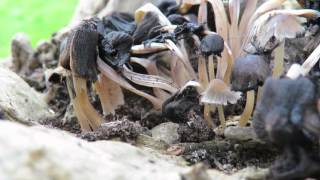 Woodlice