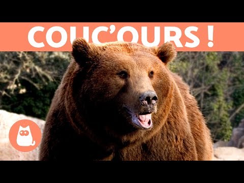 Vidéo: Différence Entre L'ours Noir Et L'ours Brun