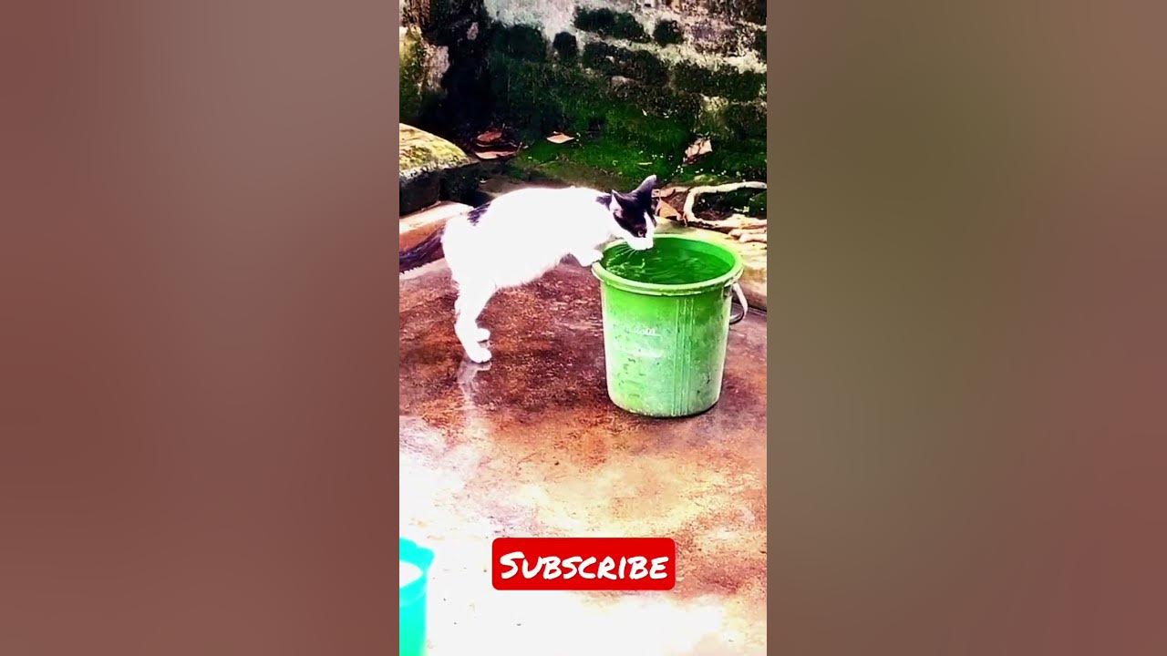 a-cat-drink-water-cat-video-cat-viral-shorts-danimalzone