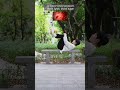 The oldest Taoist culture. The most authentic Wudang Tai Chi. #TaiChi #WudangTaiChi #TaoistCulture