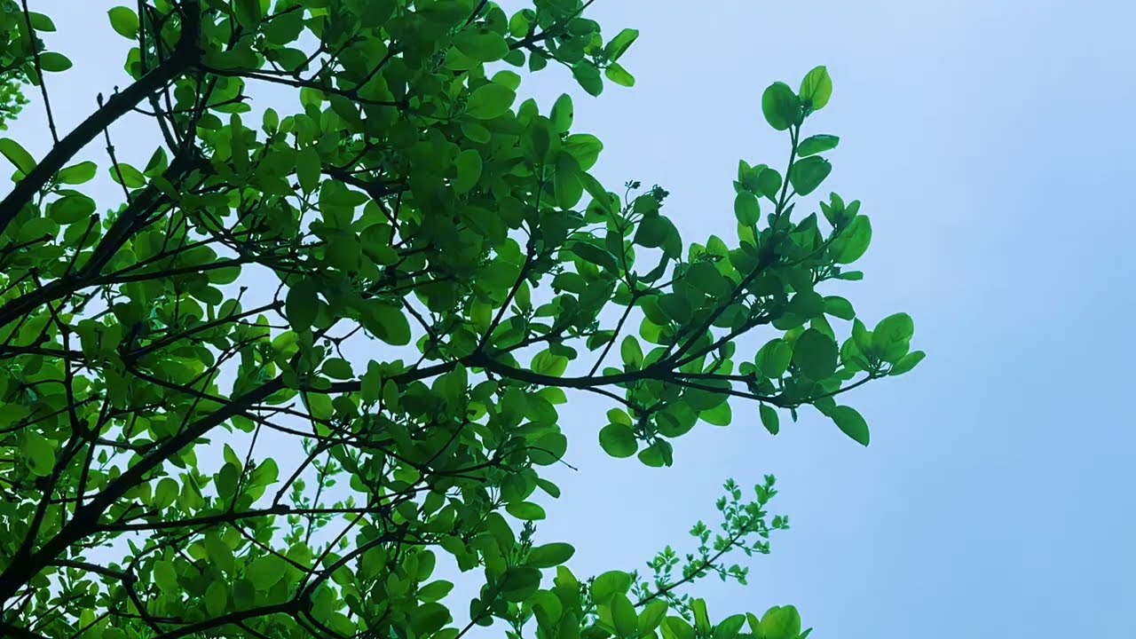 Bright Green | A Short Film