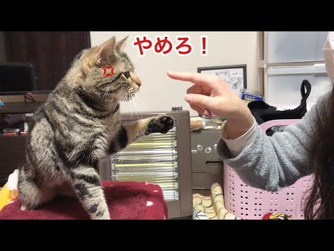 こたつでぬくぬく暖まってたらふざける妹にイタズラされて喧嘩になってしまった猫ｗ