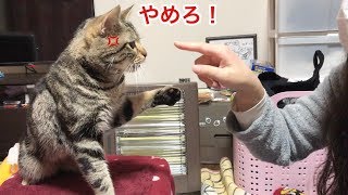 こたつでぬくぬく暖まってたらふざける妹にイタズラされて喧嘩になってしまった猫ｗ