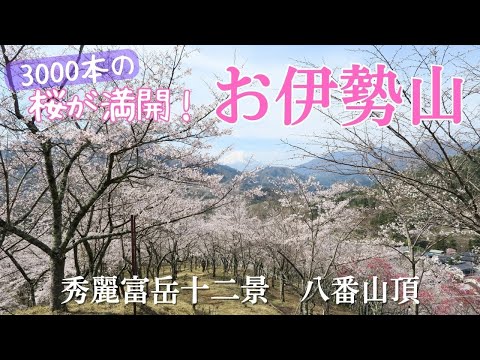 【秀麗富岳十二景】3000本の桜が満開！お伊勢山～桜と富士山・最高のコラボ！【山さんぽ】