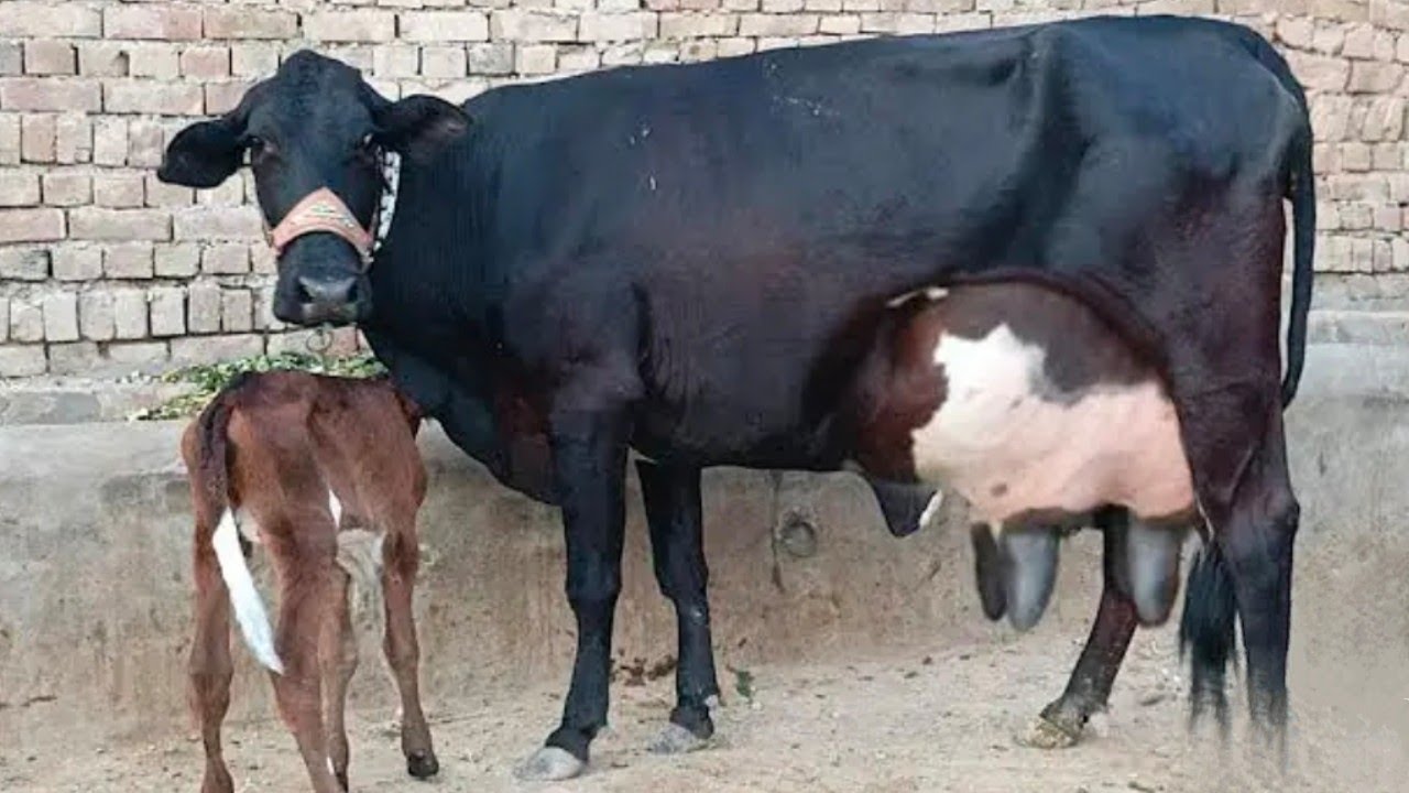 26 кг молока от коровы породы Джерси-фризская (03198651951) на YouTube, 5 февраля 2025 г.