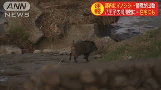 また都内にイノシシ　八王子の河川敷や住宅に・・・(19/12/10)