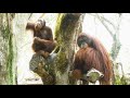 Big Orangutan feels like staying on high places / 高いところにいたい気分の大きなオランウータン