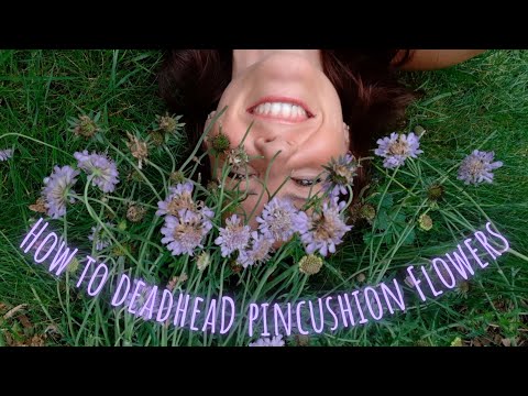 Video: Skal jeg deadhead nålepude blomst?
