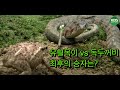 [풀버전] 굶주린 유혈목이 VS 독두꺼비, 최후의 승자는?｜야생의 화학전쟁 '독'｜KBS 환경스페셜 061115 방송