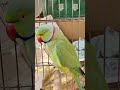 मिठ्ठू पापा को बुला रहा है 😁👍✨💗🦜 #talkingparot #parrot #papa #viral #shorts #ytshorts