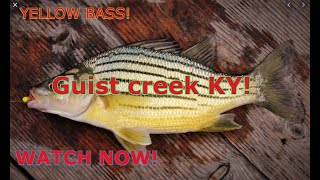Fishing Guist Creek in KY for yellow bass!  ( how to catch yellow bass )
