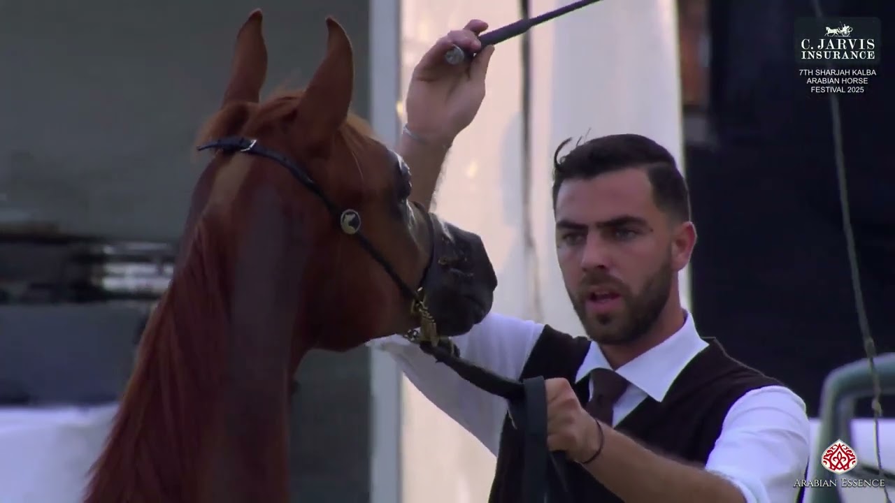 7-й Шарджаский фестиваль арабских лошадей Кальба 2025, класс 4А