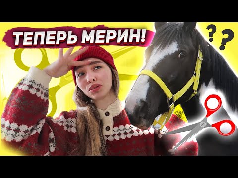 Хардин теперь МЕРИН / Как проходило восстановление? Конный ВЛОГ