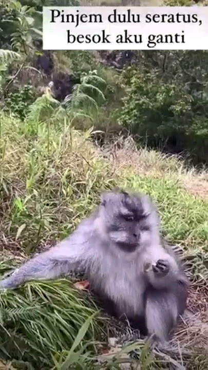 Meme Pinjam dulu seratus viral #shorts dj tak segampang itu