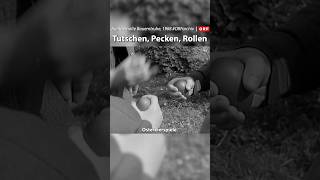 Tutschen, pecken, rollen🥚🤩