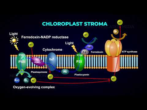 Video: Photophosphorylation không vòng là gì?