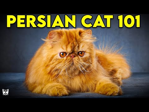 Video: Persian Cat: Photo, Description Of The Breed, Character And Content Of The Persian, How To Choose A Kitten With A Flattened Muzzle