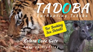 Tadoba Part2 For Booking Contact Jungleden Shweta Kadam Details in Description box. Kolara-alijanza