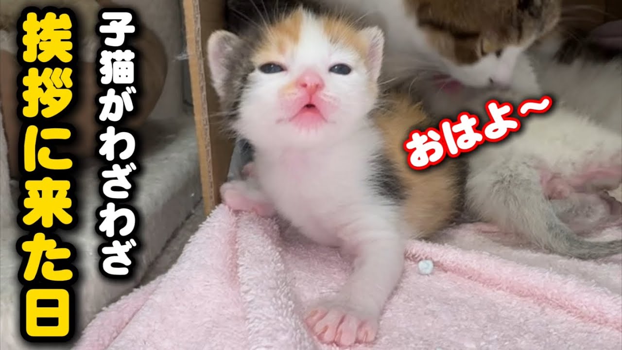 子猫がママ猫を押し退けて挨拶に来てくれました - YouTube