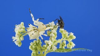 Flower Crab Spider catching a Fly in Ecuador