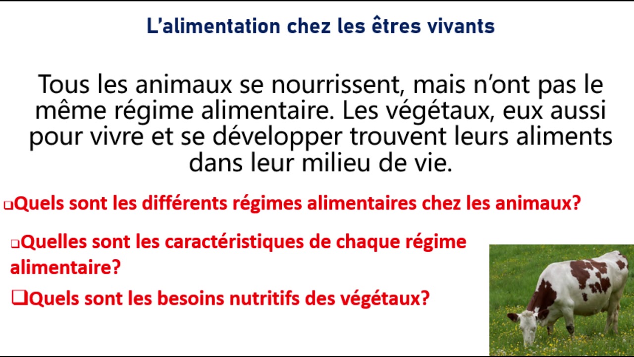 1AC- L'alimentation chez les êtres vivants SVT (Partie 1) - YouTube