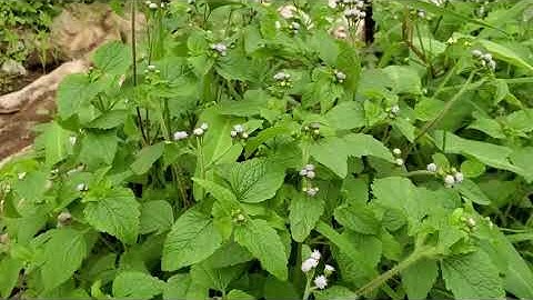 Cây cứt lợn chữa viêm xoang viêm mũi dị ứng