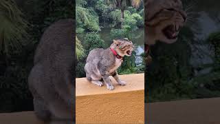 Angry Cat Jaga #angrycat