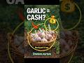 How Garlic Farmers Make Thousands From One Crop. #farming#garlic#dollar#garden#agriculturetech