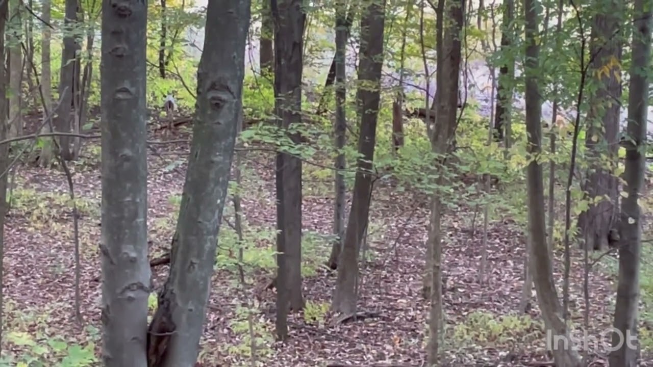 Deer Hunting 2022 *First vid