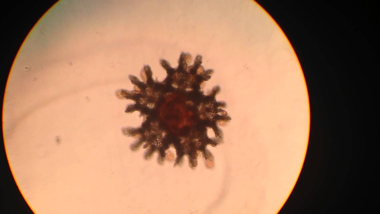 Pisaster ochraceus juvenile, 69 days